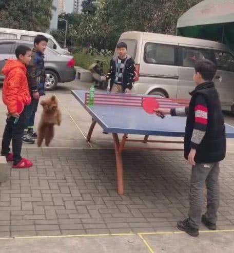 这小泰迪也太皮了,主人打球它就趁机抢球,让主人追着它玩游戏