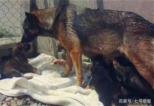 狗狗挖洞为主人守墓,2年后主人儿子拉出狗狗,眼前这幕令人心碎
