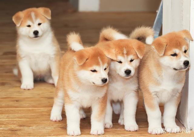 只知道柴犬和秋田?日本的狗狗不止这么少,他们有六大天然纪念物