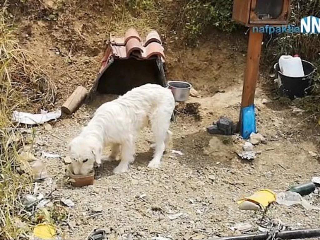 12公里外主人意外丧命,忠犬神奇赶到现场,然后......
