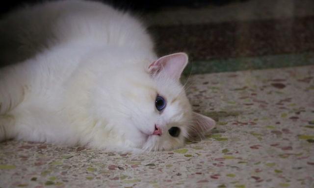 火焰布偶猫,一种品种不常见的猫