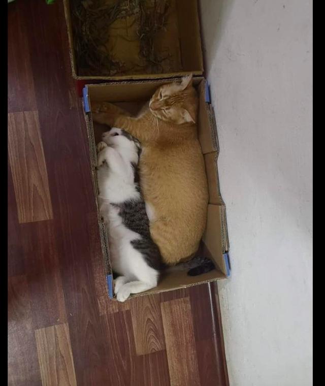 奶牛猫和橘猫争盒子,都被挤成猫饼了,橘猫:大橘为重不知道吗?