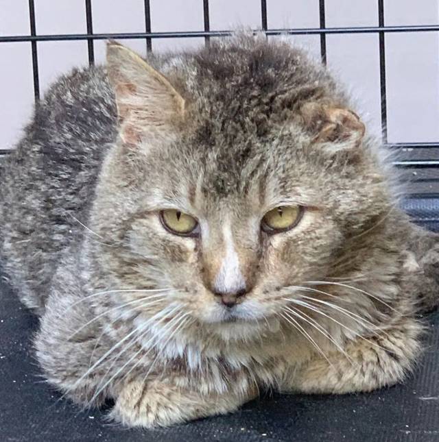 猫咪惨遭弃养流落街头,所幸被好心人救助,变身暖心奶爸