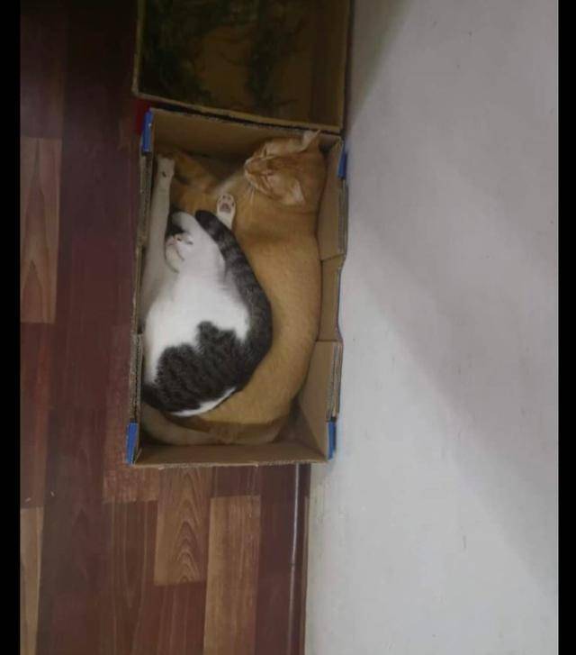 奶牛猫和橘猫争盒子,都被挤成猫饼了,橘猫:大橘为重不知道吗?
