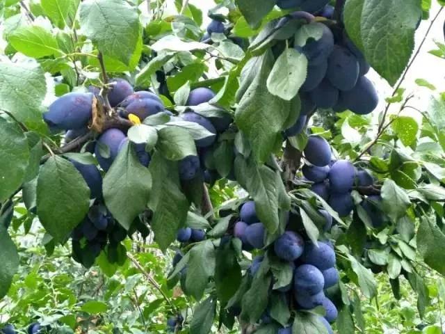 最新上市!汶川甘甜爽口西梅李,简直太美味!