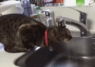 养的猫咪太沙雕是啥感受?网友:确认过眼神,这真的是我养的?