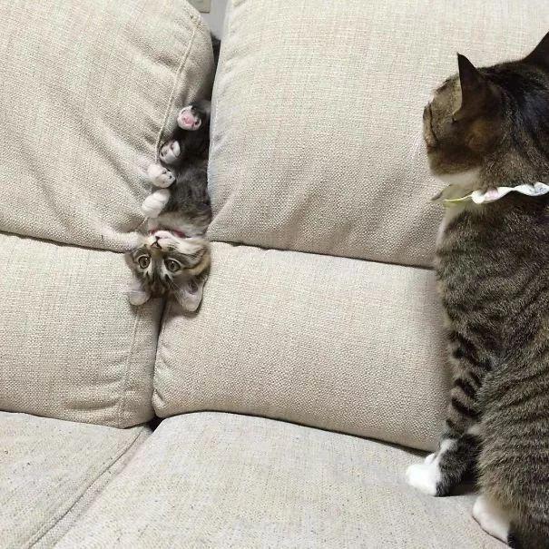 养的猫咪太沙雕是啥感受?网友:确认过眼神,这真的是我养的?