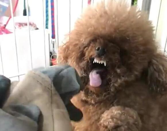 盘点“最爱惹事”的5种狗狗,主人在身边就天不怕地不怕