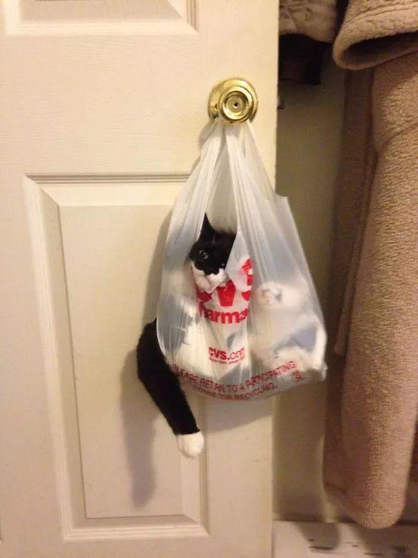 养的猫咪太沙雕是啥感受?网友:确认过眼神,这真的是我养的?