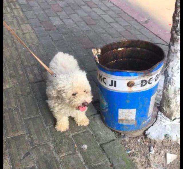 狗狗因犯错被主人拴在树上,群众围观了两天,也没人愿意牵它走!