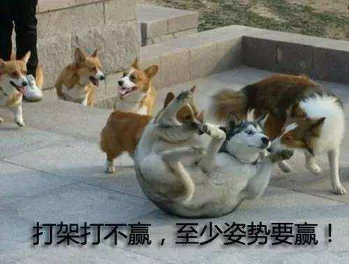 盘点“最爱惹事”的5种狗狗,主人在身边就天不怕地不怕