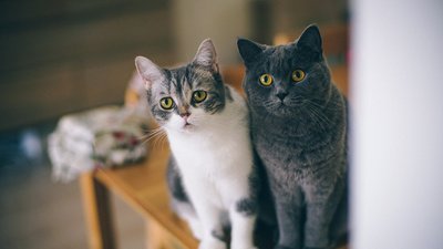 几个你可能还不知的猫咪冷知识