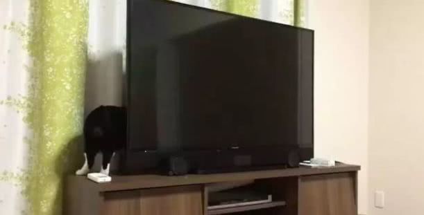 大变活猫,猫咪走过电视后面瞬间变长,难道是电视后面有魔法空间