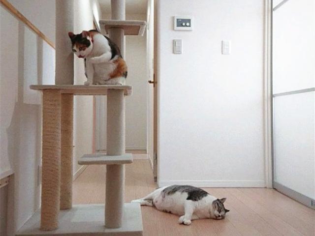 肥猫从奶奶家归来增重15斤,差点压瘫猫爬架,只能躺着放弃治疗
