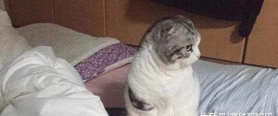 主人半夜起床上厕所,发现可爱猫猫在一旁熟睡,回来时哭笑不得!