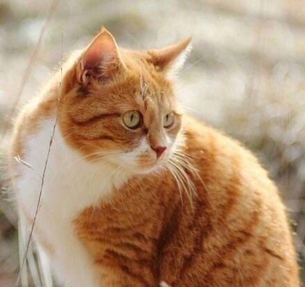 养多肉不如养橘猫,胖成球还能爬树!这身材……哈哈哈萌炸了