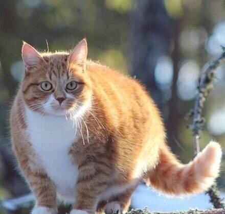 养多肉不如养橘猫,胖成球还能爬树!这身材……哈哈哈萌炸了