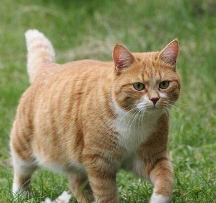 养多肉不如养橘猫,胖成球还能爬树!这身材……哈哈哈萌炸了