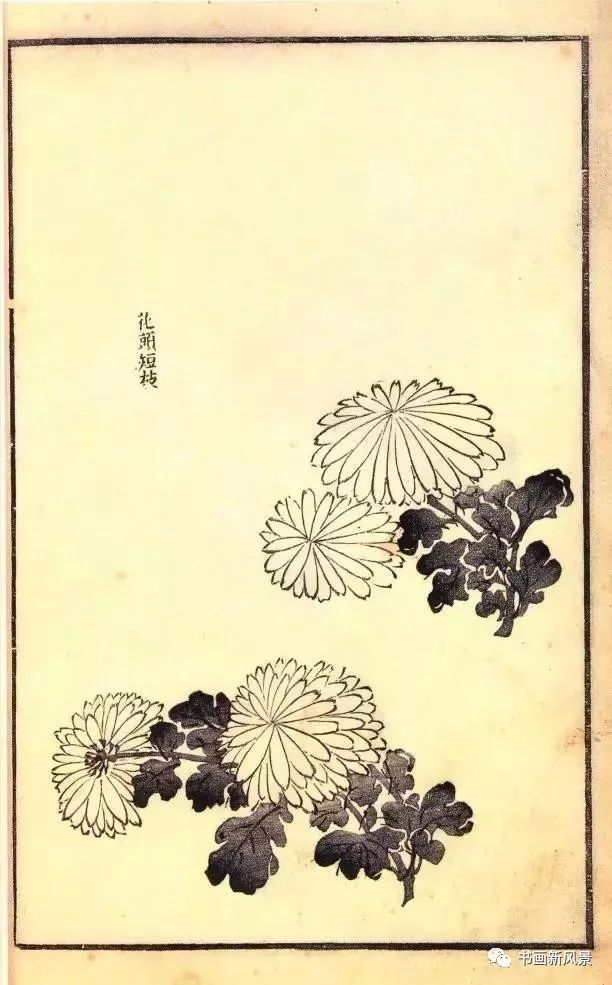 芥子园原版菊谱20幅!极品收藏!