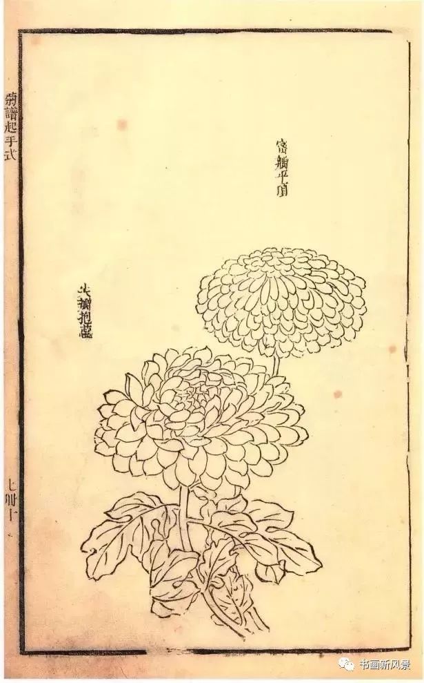 芥子园原版菊谱20幅!极品收藏!