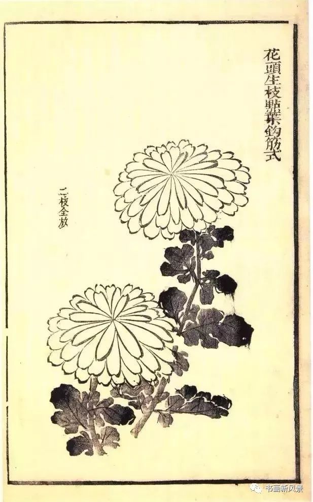 芥子园原版菊谱20幅!极品收藏!