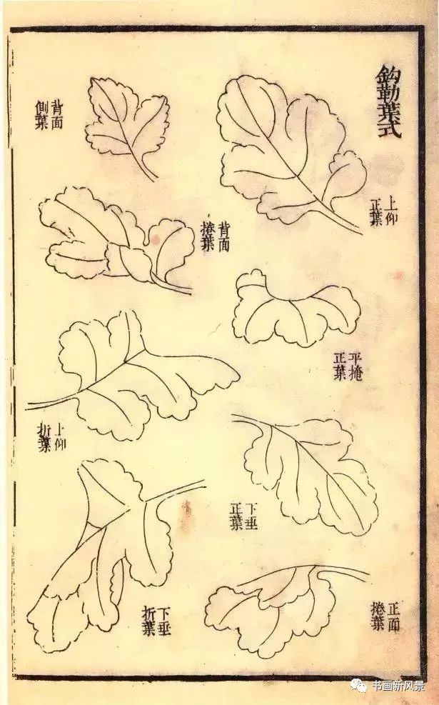芥子园原版菊谱20幅!极品收藏!