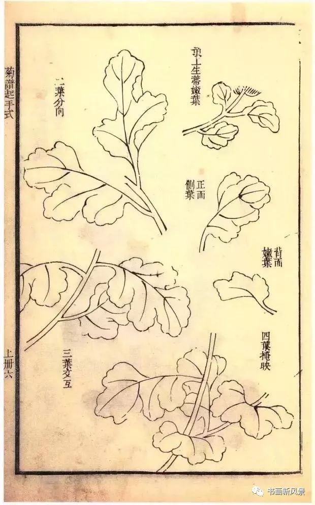 芥子园原版菊谱20幅!极品收藏!