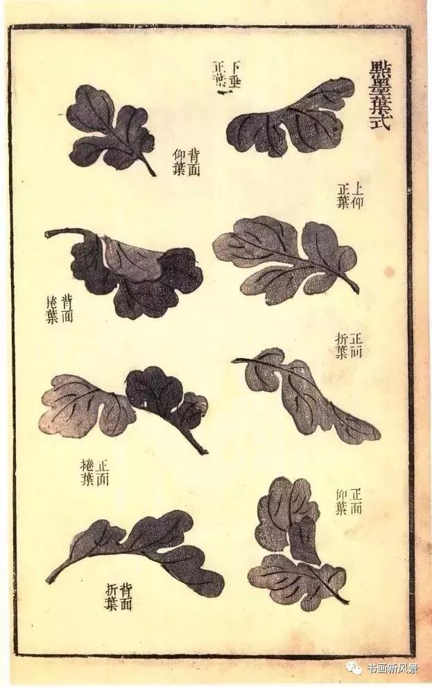 芥子园原版菊谱20幅!极品收藏!
