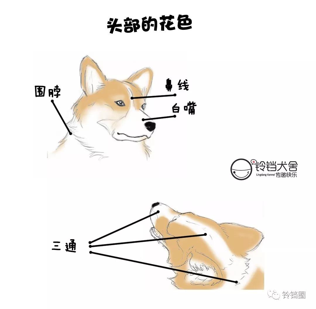 汪指南 | 权威柯基标准 —— 花色篇