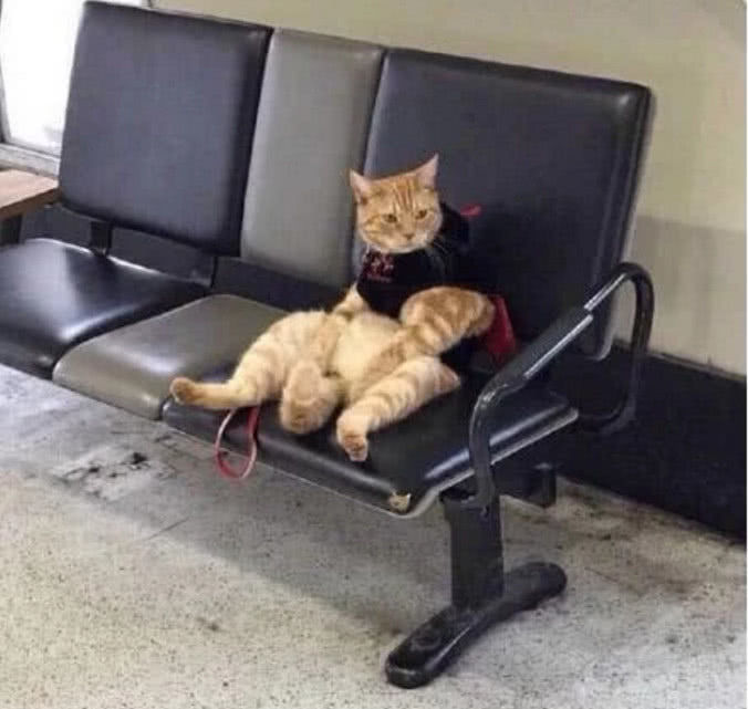 男子领宠物猫去接女友,激动的把猫咪忘在车站,回头去找笑喷了