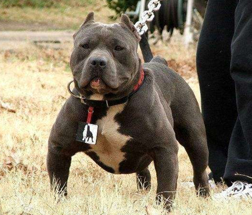 比特犬吃鱼肉拉大便特别臭