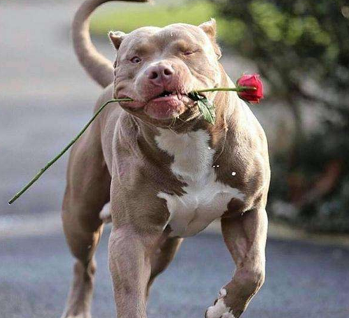 比特犬吃鱼肉拉大便特别臭