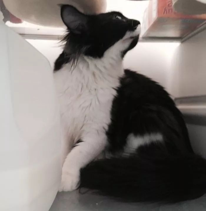 这只爱钻冰箱爱洗澡的喵星人,整天调皮捣蛋,简直就是猫中哈士奇