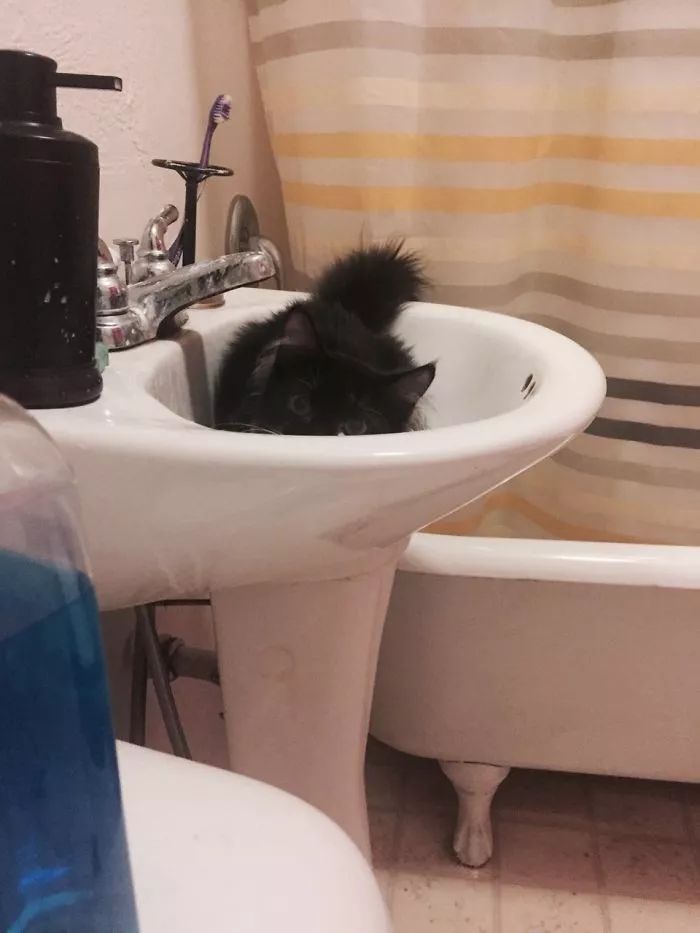 这只爱钻冰箱爱洗澡的喵星人,整天调皮捣蛋,简直就是猫中哈士奇