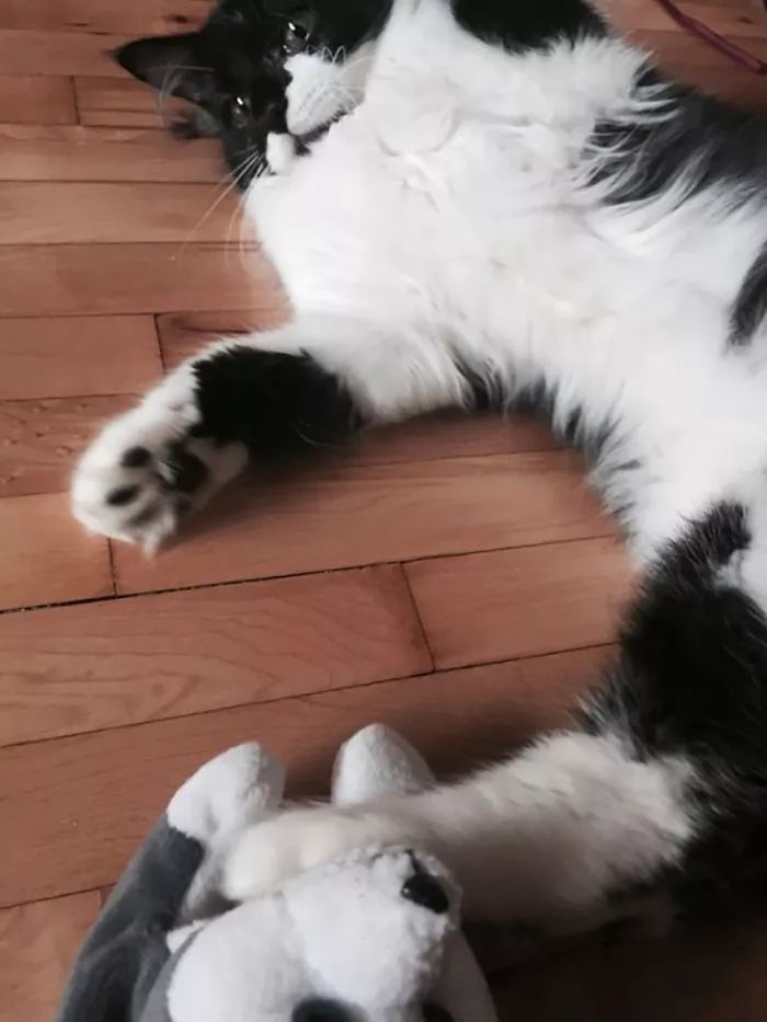 这只爱钻冰箱爱洗澡的喵星人,整天调皮捣蛋,简直就是猫中哈士奇