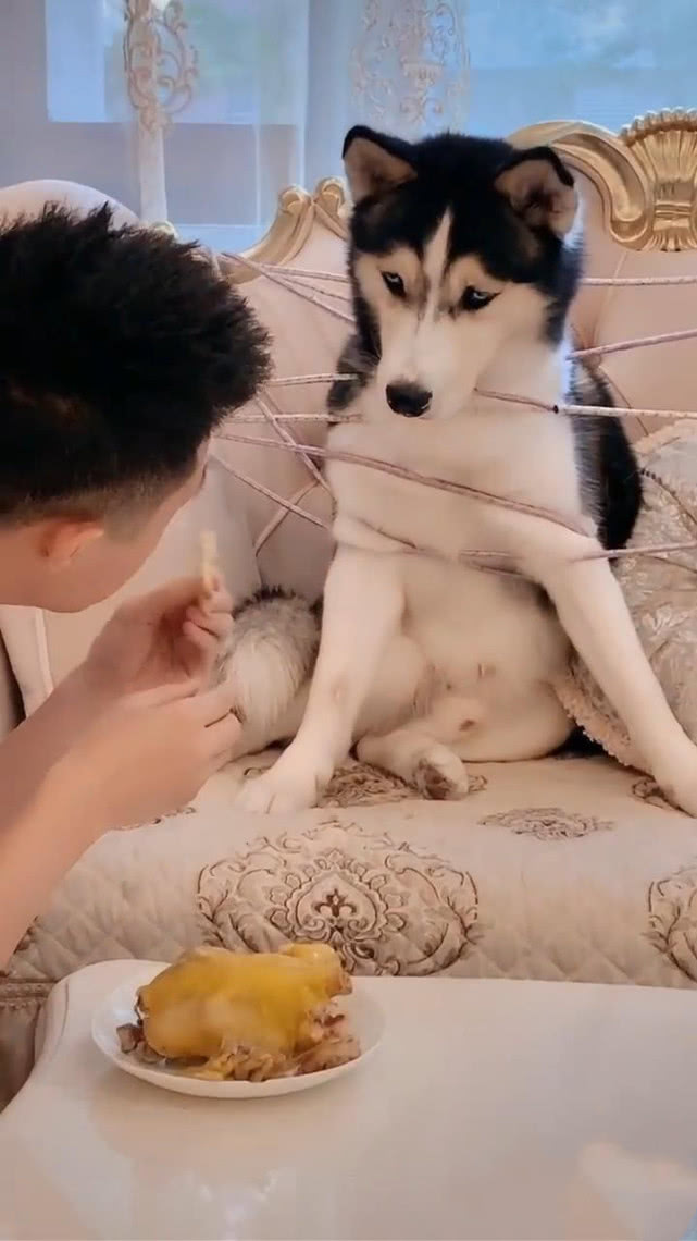 朋友将哈士奇捆在座椅上,当着狗面啃着鸡腿,二哈:有本事松开我