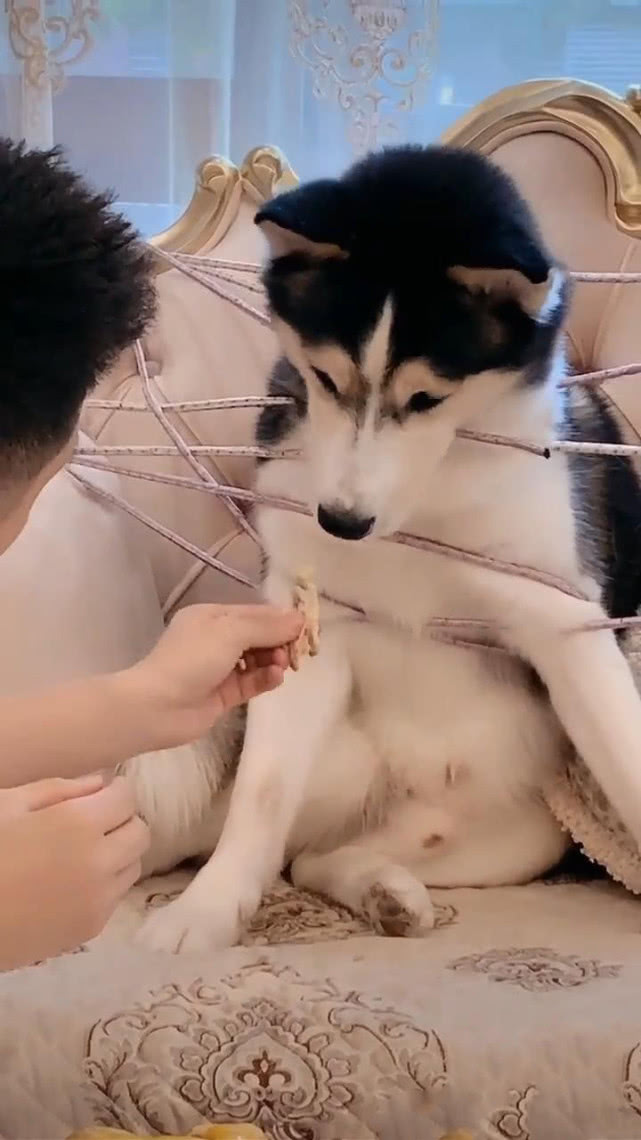 朋友将哈士奇捆在座椅上,当着狗面啃着鸡腿,二哈:有本事松开我