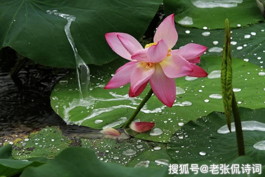 苏轼最难超越的一首宋词,每一句都有哲理,下片12字更是字字珠玑