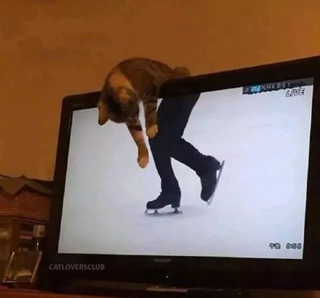 纯属巧合的猫咪:不好意思打扰了,本喵就是路过的!