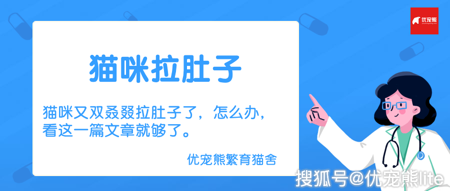 我家的猫咪又拉肚子了,word天!我该怎么办!