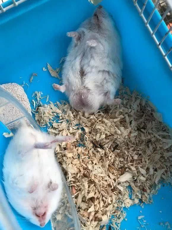女子养了两只仓鼠,晒出超萌睡姿到朋友圈,评论却让她感到不安