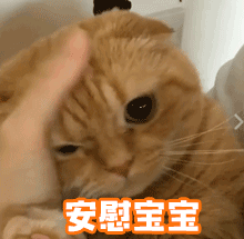 我家的猫咪又拉肚子了,word天!我该怎么办!