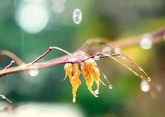 白露将至,俗语“白露白迷迷,秋分稻秀齐”啥意思?下半句也经典