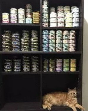 主人说自己越来越穷,看到满柜子的罐头发现真相,钱都给猫花了