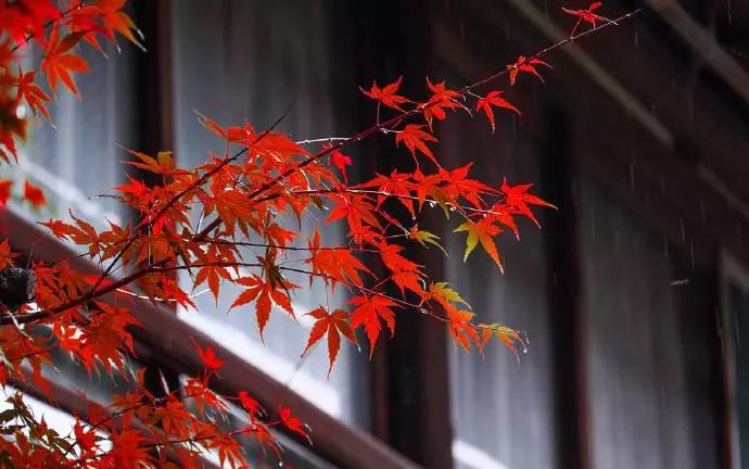 诗词丨九月半:一念秋风起,一念相思长