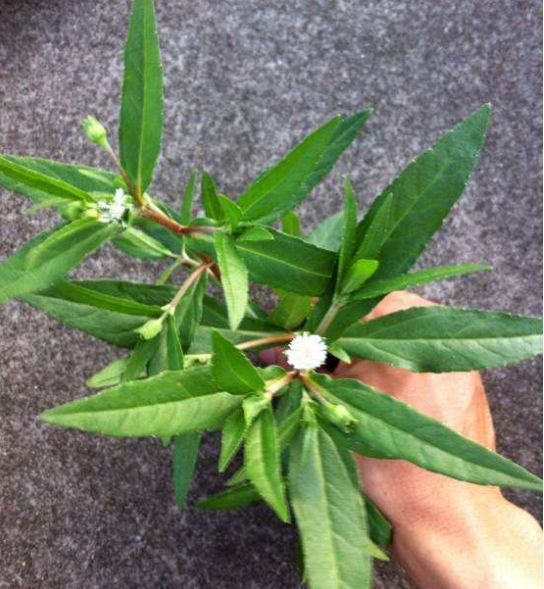 田野一种“野草”,爱开小白花,手一碰就变黑,却是民间珍贵草药