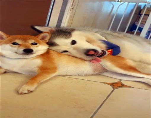 柴犬经常欺负未成年的阿拉斯加,没想到第二年,它就开始悲剧了