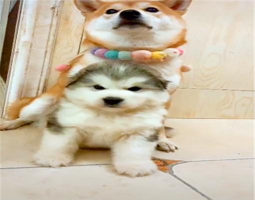 柴犬经常欺负未成年的阿拉斯加,没想到第二年,它就开始悲剧了