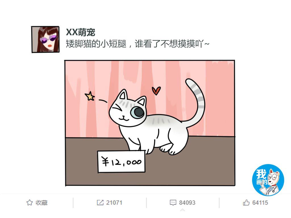 养了田园猫遭同学嫌弃,宠物品种真那么重要?别为面子辜负了生命