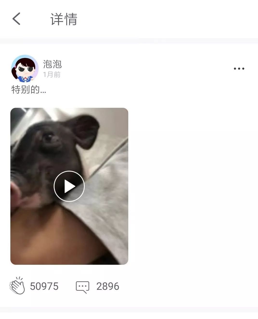 张恒送郑爽一只猪,爱养奇葩宠物的明星真不少!